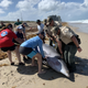 A Gervais’ beaked whale being moved up the beach in St. Lucie county, Florida.